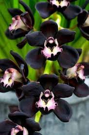 Black Phalaenopsis Orchid Flower Seeds – Heirloom Non-GMO Organic Seeds for Planting – Rare Exotic Variety, High Germination, 100pcs