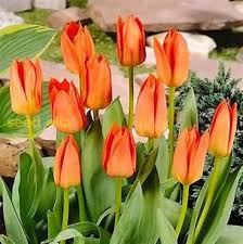 Yellow Red Tulip Flower Seeds for Planting – Heirloom, Non-GMO, Premium Organic Garden Seeds with High Germination