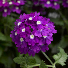 Purple Verbena Flower Seeds for Planting – Heirloom, Non-GMO, High Germination, Wildflower Mix for Home Gardens