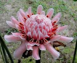 Pink Torch Ginger Flower Seeds for Planting – Heirloom, Non-GMO, High Germination Organic Garden Seeds