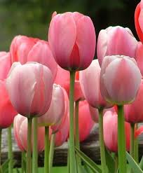 Tulip Pink Flower Seeds for Planting | Heirloom Non-GMO Organic Garden Seeds High Germination