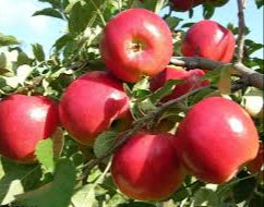 Red Apple Fruit Seeds for Planting – Heirloom, Non-GMO for Classic Sweet Home Orchards