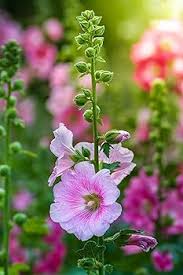 Light Pink Hollyhock Flower Seeds for Planting | Heirloom Non-GMO High Germination