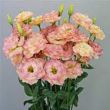 Flower Seeds, Seeds,Seeds For Planting,Plant Seeds