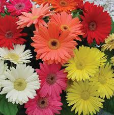 Mix Gerbera Flower Seeds for Planting – Wildflower Mix, Heirloom & Non-GMO, High Germination