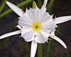 Hymenocallis Flower Seeds for Planting – Shade Tolerant, Heirloom, Non-GMO, Organic Garden Seeds