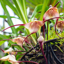 Heirloom Pink Monkey Face Orchid Flower Seeds for Planting – Non-GMO, Organic, High Germination
