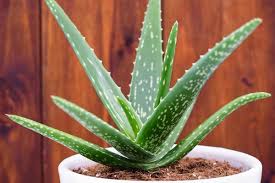 Mixed Aloe Vera  Flower seeds for Planting - Cottage Garden Essential, Heirloom &amp; GMO Free Seeds for Home Garden