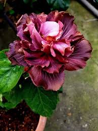 Burgundy Hibiscus Flower Seeds for Planting – Heirloom Non-GMO Organic Garden Seeds – Premium Blooms, High Germination