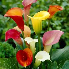 Heirloom Zantedeschia Flower Seeds – Non-GMO, Colorful Blooms Organic Garden Seeds for Planting