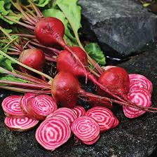 Chioggia Flower Seeds for Planting – Heirloom, Non-GMO, High Germination – Organic Garden Seeds