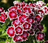 Dianthus Flower Seeds for Planting – Low Maintenance, Heirloom, Non-GMO & Organic Garden Seeds