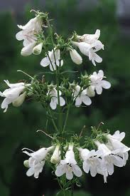 Penstemon White Flower Seeds – Heirloom Non-GMO Organic Garden Seeds for Planting – High Germination, Pollinator-Friendly Blooms