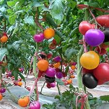 Mixed Colour Tomato Seeds for Planting – Heirloom Non-GMO Variety Pack – Organic Garden Seeds, High Germination