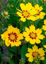 Coreopsis Basalis Flower Seeds for Planting – Heirloom, Non-GMO, Sun Loving Organic Garden Seeds