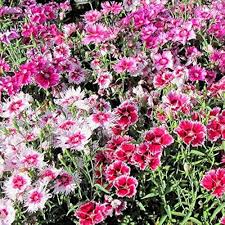 White Pink Dianthus Barbatus Flower Seeds for Planting – Seasonal Bloomer Heirloom Non-GMO
