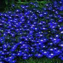 Erinus Flower Seeds for Planting – Wildflower Mix, Heirloom, Non-GMO, High Germination Organic Garden Seeds