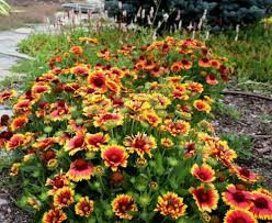 Gaillardia Flower Seeds for Planting – Drought Tolerant, Heirloom, Non-GMO & High Germination Seeds