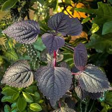 Mixed Perilla Flower Seeds for Planting Heirloom Non-GMO High Germination Organic Garden Seeds