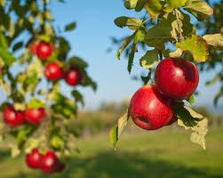 Red Apple Fruit Seeds for Planting – Heirloom, Non-GMO for Classic Sweet Home Orchards