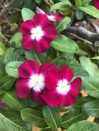 Vinca Victory Flower Seeds for Planting – Heirloom, Non-GMO, High Germination Organic Garden Seeds