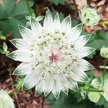 White Astrantia Flower Seeds for Planting – Heirloom Non-GMO High Germination Organic Garden Seeds