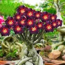 Green Black Adenium Obesum Seeds for Planting | Fragrant Blossoms | Heirloom Non-GMO High Germination Seeds