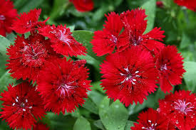 Red Dianthus Flower Seeds for Planting – Heirloom, Non-GMO, High Germination Organic Garden Seeds