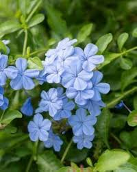 Plumbago Flower Seeds for Planting – Heirloom, Non-GMO, High Germination Organic Garden Seeds