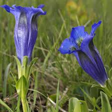 Blue Gentiana Acaulis Flower Seeds for Planting – Heirloom, Non-GMO, Garden Favorite Organic Garden Seeds
