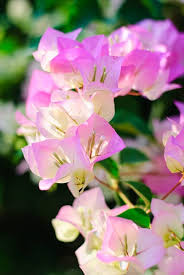 Bougainvillea Glabra Flower Seeds for Planting – Heirloom, Non-GMO, Cut-Flower Favorite High Germination Seeds