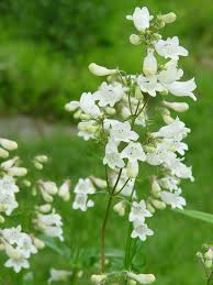 Penstemon White Flower Seeds – Heirloom Non-GMO Organic Garden Seeds for Planting – High Germination, Pollinator-Friendly Blooms