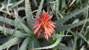 Mixed Aloe Vera  Flower seeds for Planting - Cottage Garden Essential, Heirloom &amp; GMO Free Seeds for Home Garden