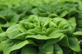 Buttercrunch Lettuce Seeds – Heirloom Non-GMO Organic Garden Seeds for Planting, Crisp and Tender Greens