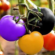 Mixed Giant Monster Tomato Seeds for Planting – Heirloom & Non-GMO, vibrant mix of huge tomatoes