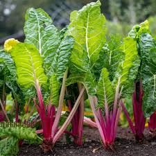 Chard Plant Seeds for Planting – Heirloom Non-GMO, High Germination Organic Garden Seeds