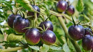 Purple Grape Cherry Tomato Seeds for Planting – Heirloom, Non-GMO, High Germination Organic Seeds for Sweet Compact Fruits