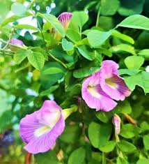 Pea Pearl Flower Seeds for Planting – Heirloom, Non-GMO, High Germination Organic Garden Seeds