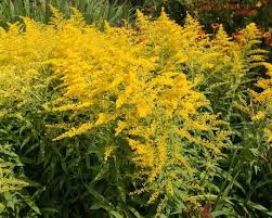 Yellow Solidago Flower Seeds for Planting – Heirloom, Non-GMO, High Germination Organic Garden Seeds
