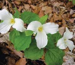 Trillium Flower Seeds for Planting – Shade Tolerant Heirloom Non-GMO Organic Garden Seeds