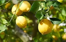 Eureka Lemon Grafted Seeds for Planting – Heirloom, Non-GMO for Juicy Citrus Fruit Trees