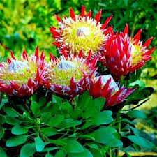 Cynaroides Flower Seeds for Planting – Heirloom, Non-GMO, Organic Garden Seeds