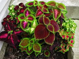 Mixed Coleus Flower Seeds for Planting | Heirloom Non-GMO High Germination Organic Garden Seeds