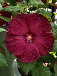 Burgundy Hibiscus Flower Seeds for Planting – Heirloom Non-GMO Organic Garden Seeds – Premium Blooms, High Germination