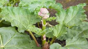 Rhubarb flower seeds for planting - Heirloom & Non-GMO Garden Seeds