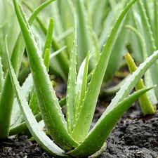 Light Green Aloe Vera  Flower seeds for Planting - Low Maintenance, Heirloom & GMO Free Seeds for Home Garden