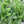 Amish Deer Tongue Lettuce Seeds for Planting – Heirloom, Non-GMO, Crisp Organic Garden Seeds – High Germination, Leafy Harvest