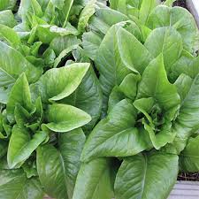 Amish Deer Tongue Lettuce Seeds for Planting – Heirloom, Non-GMO, Crisp Organic Garden Seeds – High Germination, Leafy Harvest