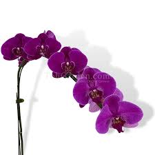 Purple Phalaenopsis Orchid Flower Seeds for Planting – Heirloom, Non-GMO, High Germination, Seasonal Bloomer