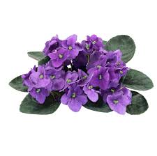 Heirloom African Violet Flower Seeds – Non-GMO, Low Maintenance Organic Garden Seeds for Planting